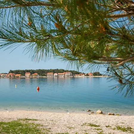 Maslina * Brodarica (Sibenik-Knin)