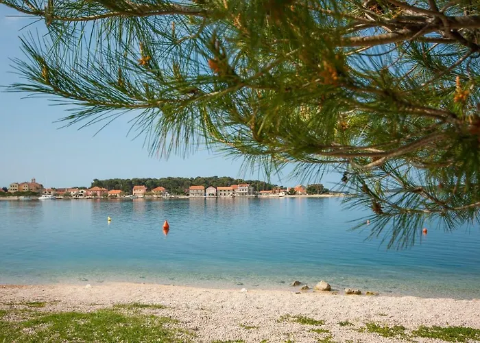 Maslina * Brodarica (Sibenik-Knin)