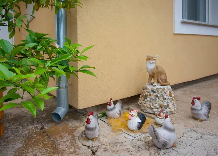 Maslina * Brodarica (Sibenik-Knin)